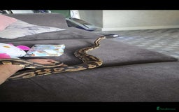 Python Snake reptiles for sale: Python snake  - Image 2