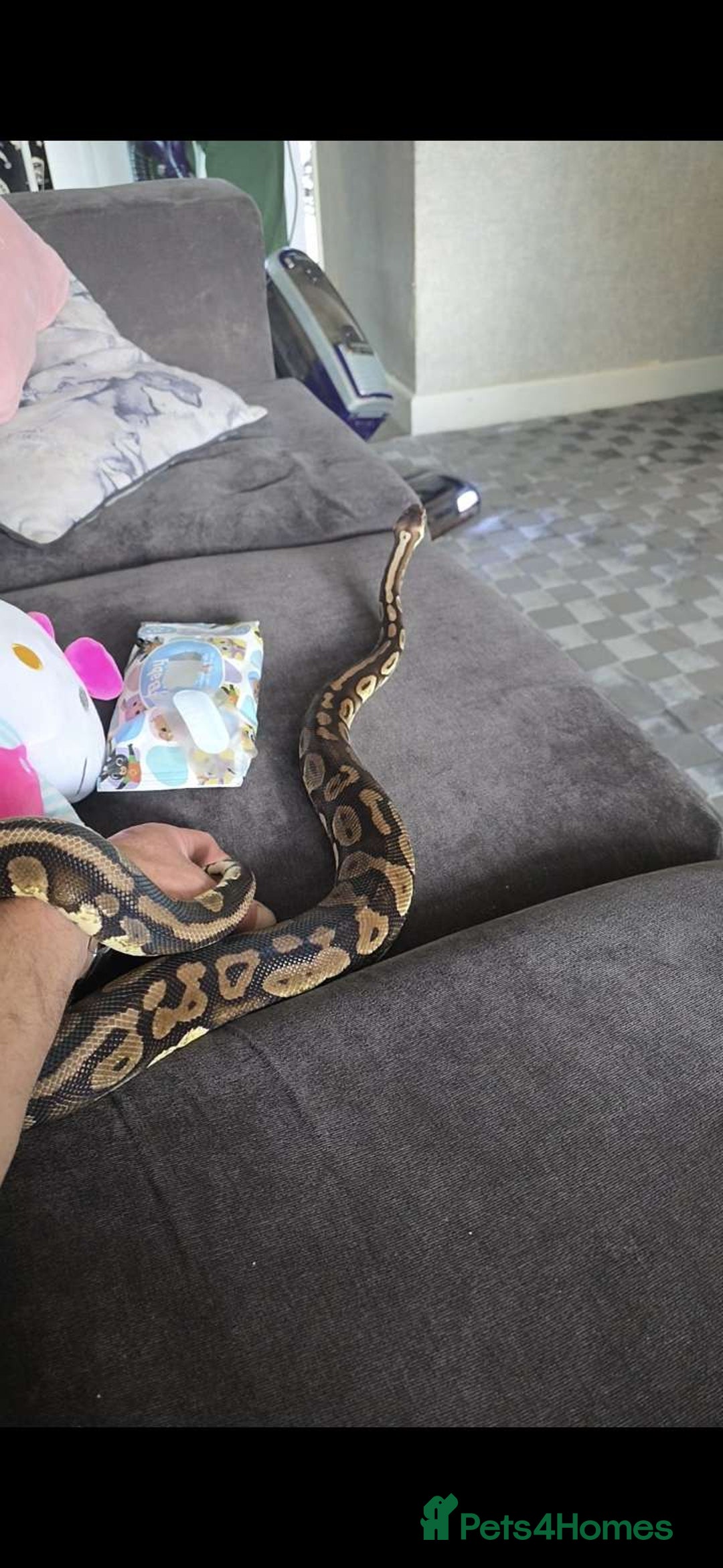 Python Snake reptiles for sale: Python snake  - Image 2