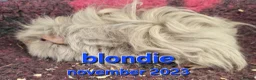 Guinea Pig rodents for sale: Guinea pigs looking for forever homes  - Advert 3