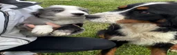 Mixed Breed dogs for sale: Stunning bordernese pups  - Advert 12