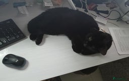 Bombay cats for sale: Beautiful black cat - Advert 6