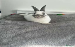Dutch rabbits for sale: Male Rabbit For Sale - Image 1