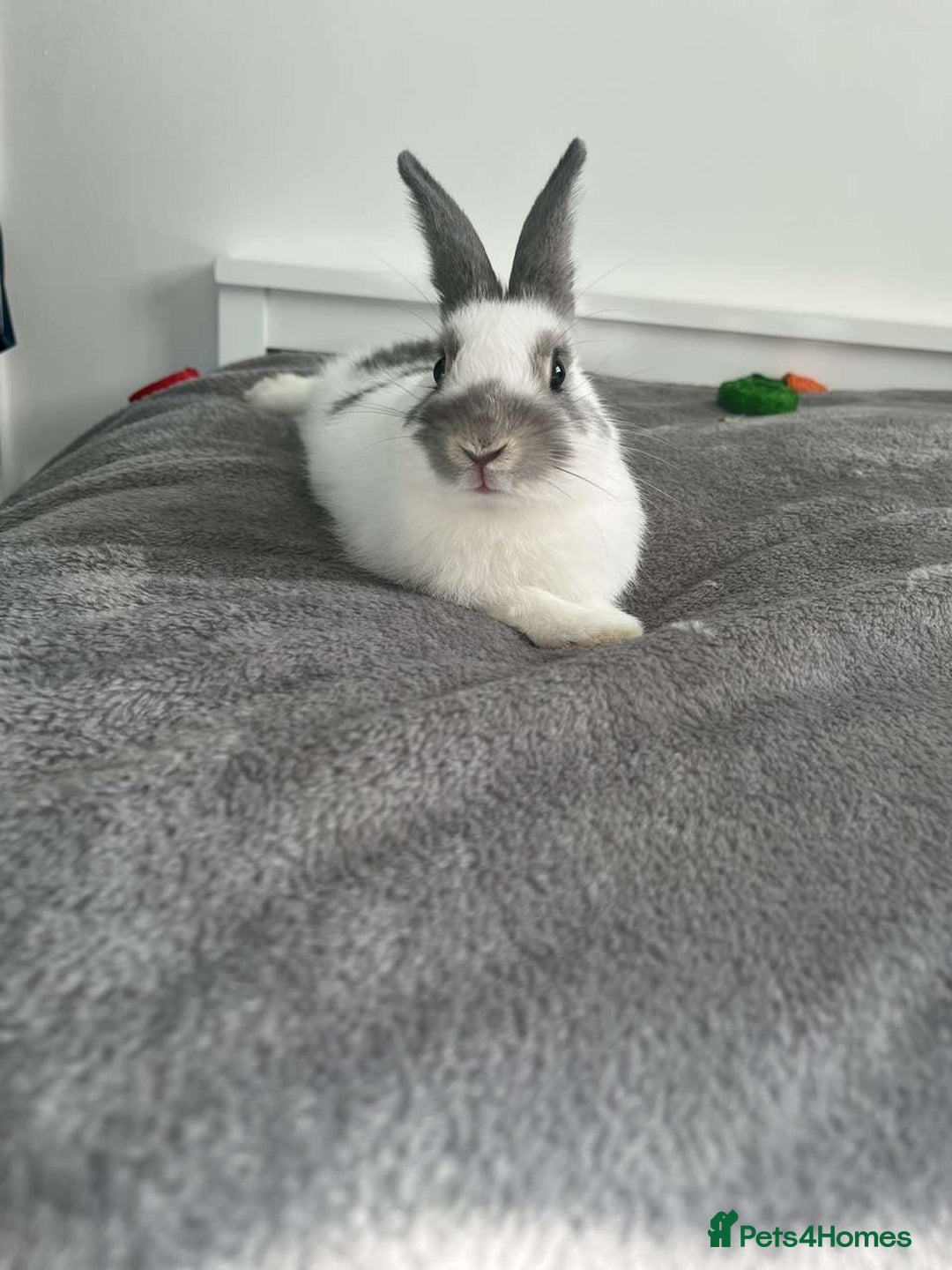 Dutch rabbits for sale: Male Rabbit For Sale - Image 1