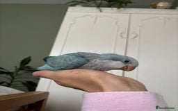Parrots birds for sale: Silly tame Quakers looking for their forever home  - Image 4