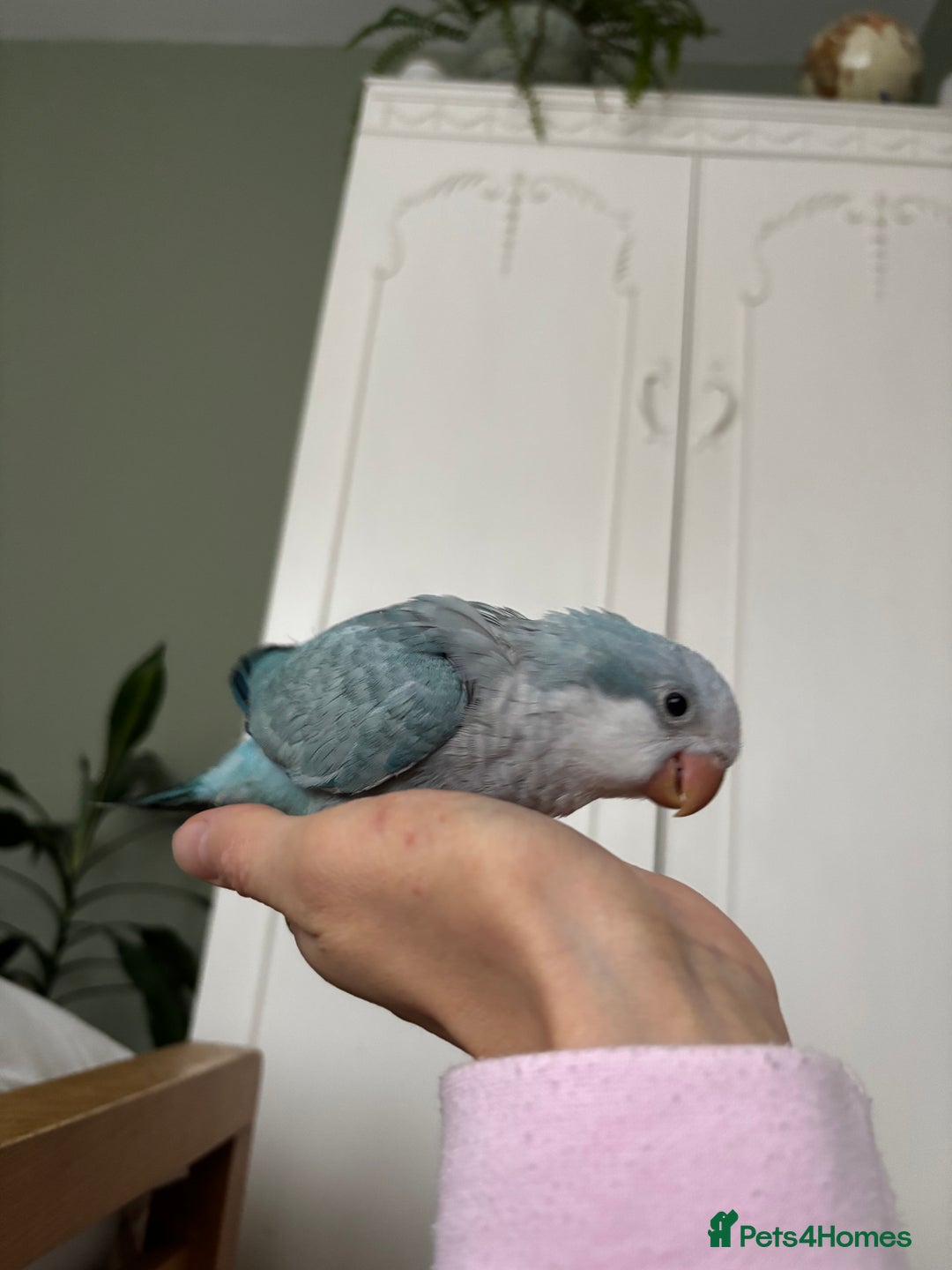Parrots birds for sale: Silly tame Quakers looking for their forever home  - Image 4