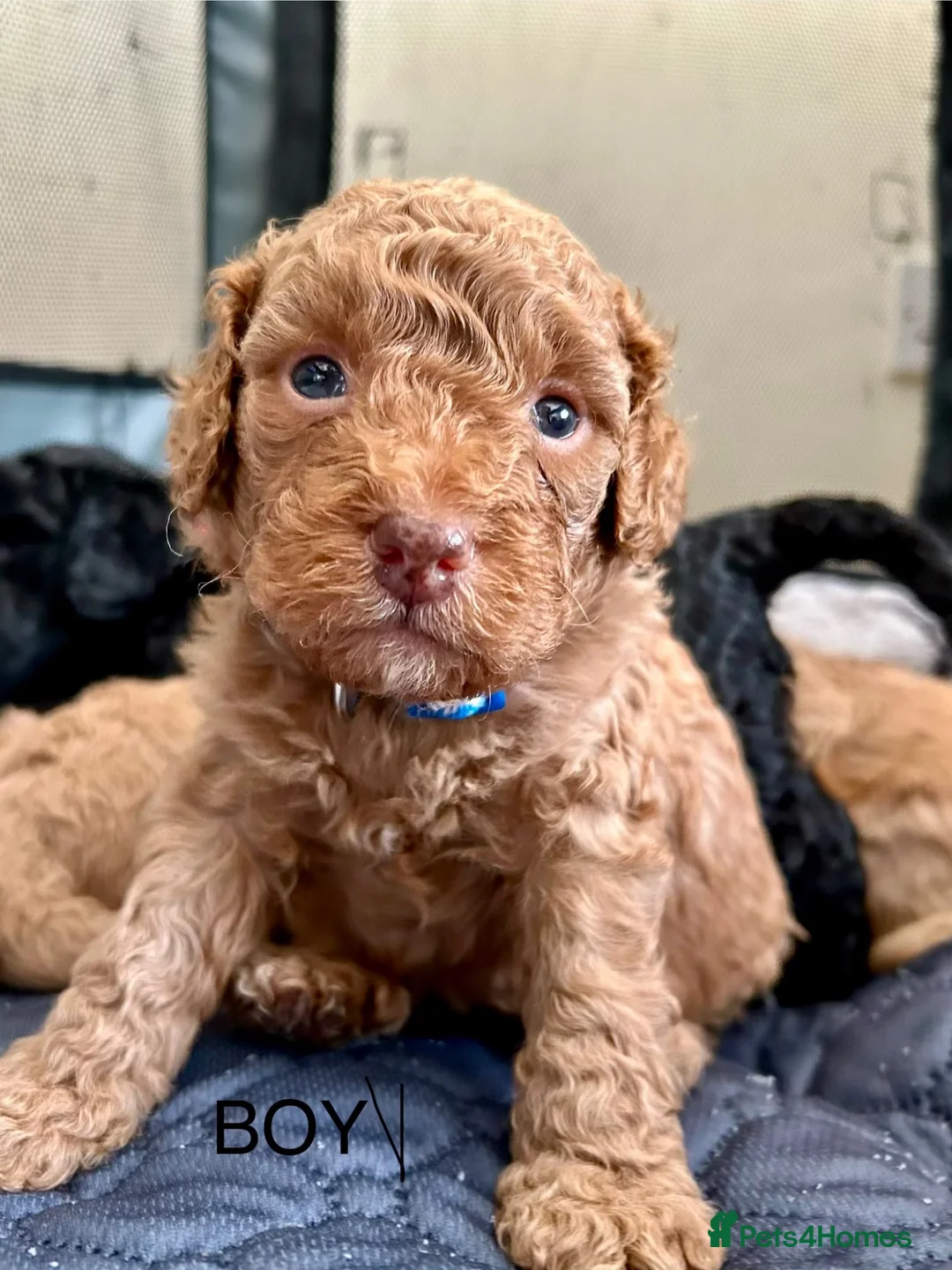 Cockapoo dogs for sale: F2 Cockerpoo puppies - Advert 14