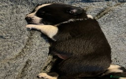 Border Collie dogs for sale: Border collie puppies  - Image 5