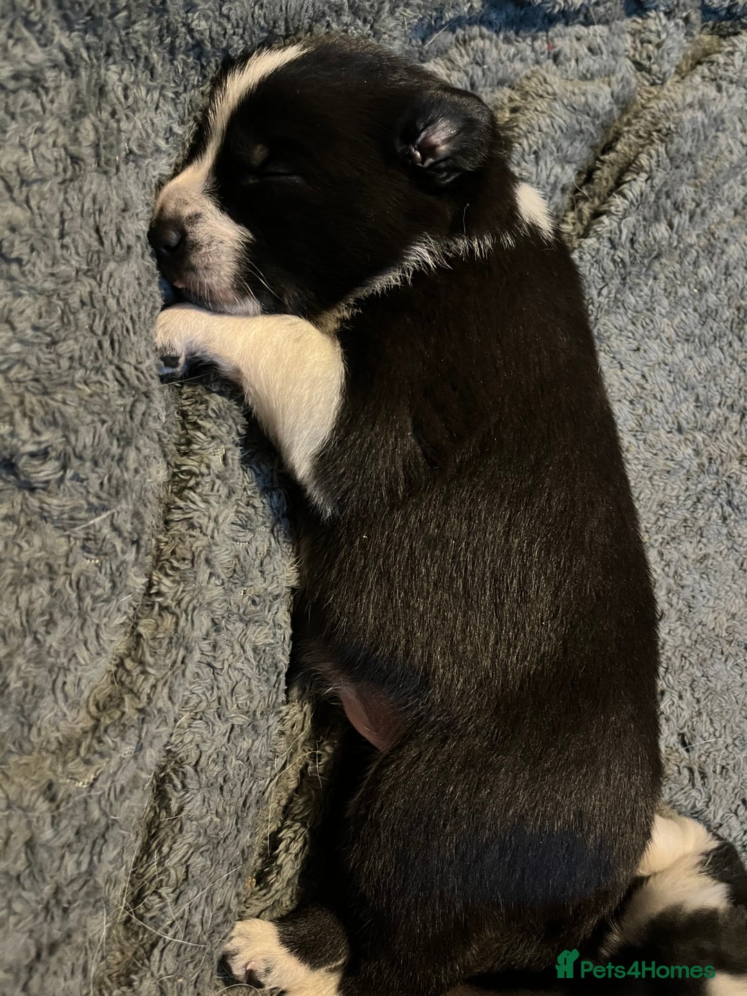 Border Collie dogs for sale: Border collie puppies  - Image 5