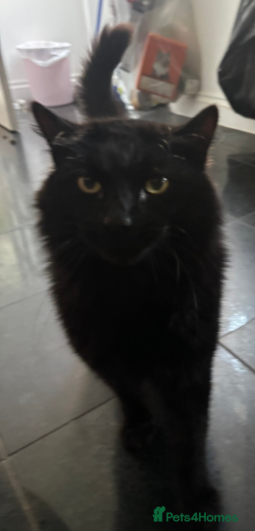 Maine Coon cats for sale: Male Half-Domestic Half Maine Coon for sale - Image 1
