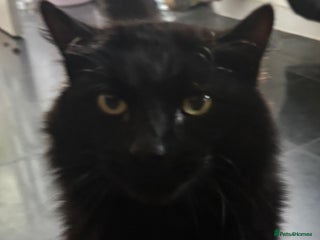 Maine Coon cats - Advert 3