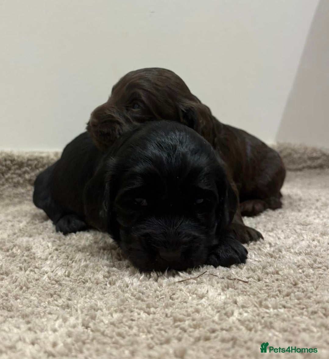 Cockapoo dogs for sale: Stunning cockapoo girls with health tested parents - Advert 7