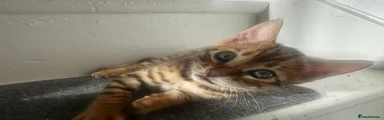 Bengal 1