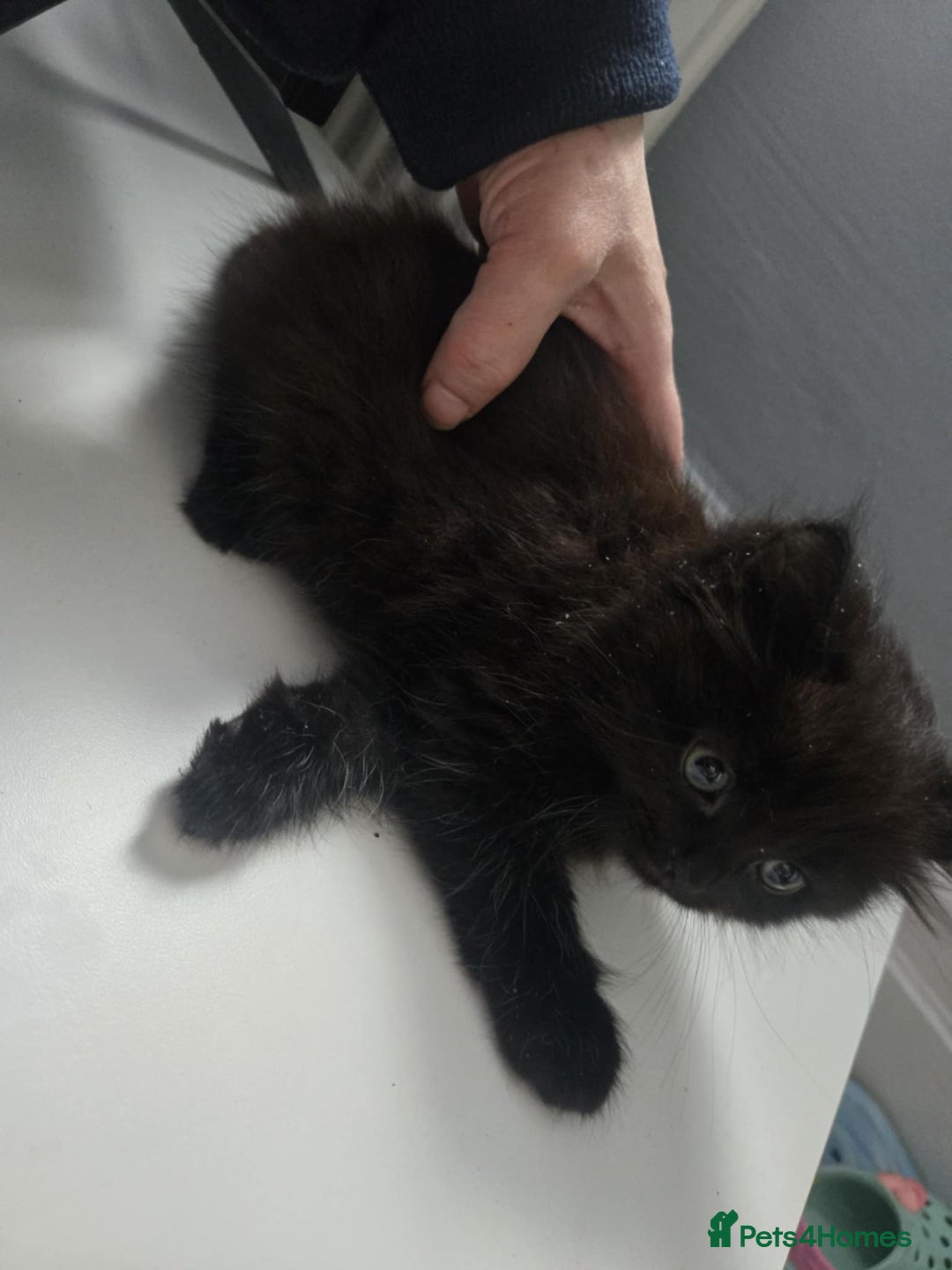 Mixed Breed cats for sale: Beautiful Kittens Looking for Loving Homes 🐾 - Advert 15