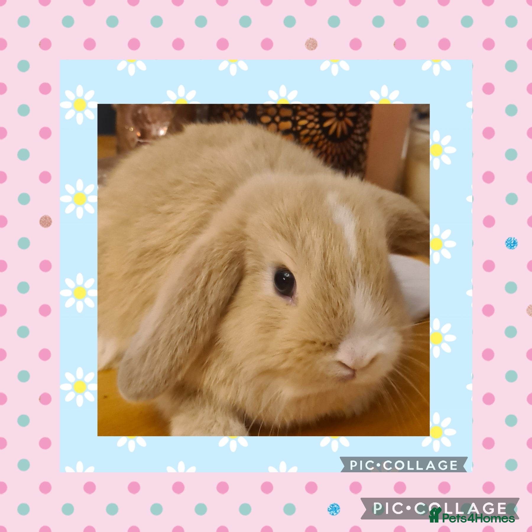 Mini Lop rabbits ***Stunning Loving Natured Baby Minilops*** - Advert 14