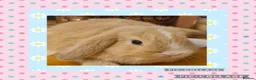 Mini Lop rabbits for sale: ***Stunning Loving Natured Baby Minilops*** - Advert 3