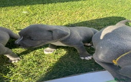 Staffordshire Bull Terrier dogs for sale: ✨ Staffy Bull Terrier Puppies DNA Clear, Healthy ✨ - Image 8