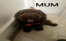 Cockapoo dogs for sale: Toy cocker poo f2 pups - Image 17