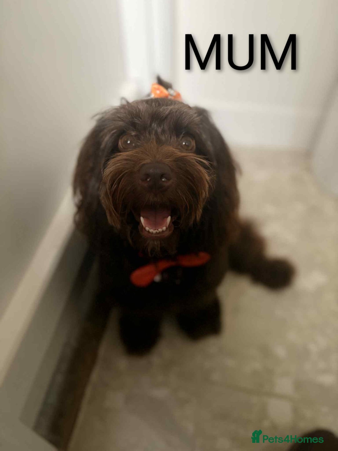 Cockapoo dogs for sale: Toy cocker poo f2 pups - Image 17