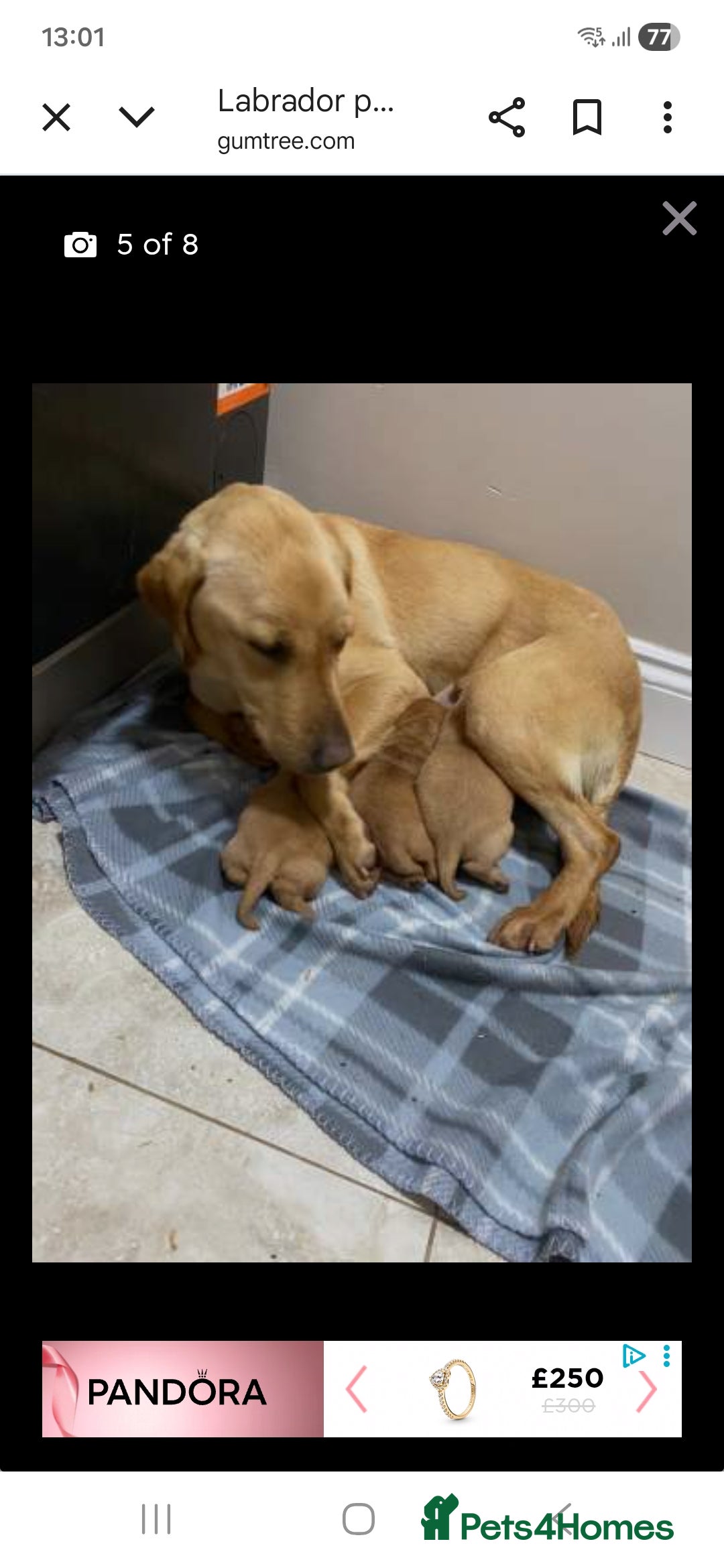 Labrador Retriever dogs for sale: Beautiful Labrador girl pup for sale  - Advert 1