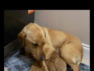 Labrador Retriever dogs Beautiful Labrador girl pup for sale - Advert 1