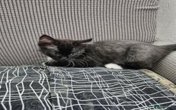 Mixed Breed cats for sale: Super friendly kittens - Image 1