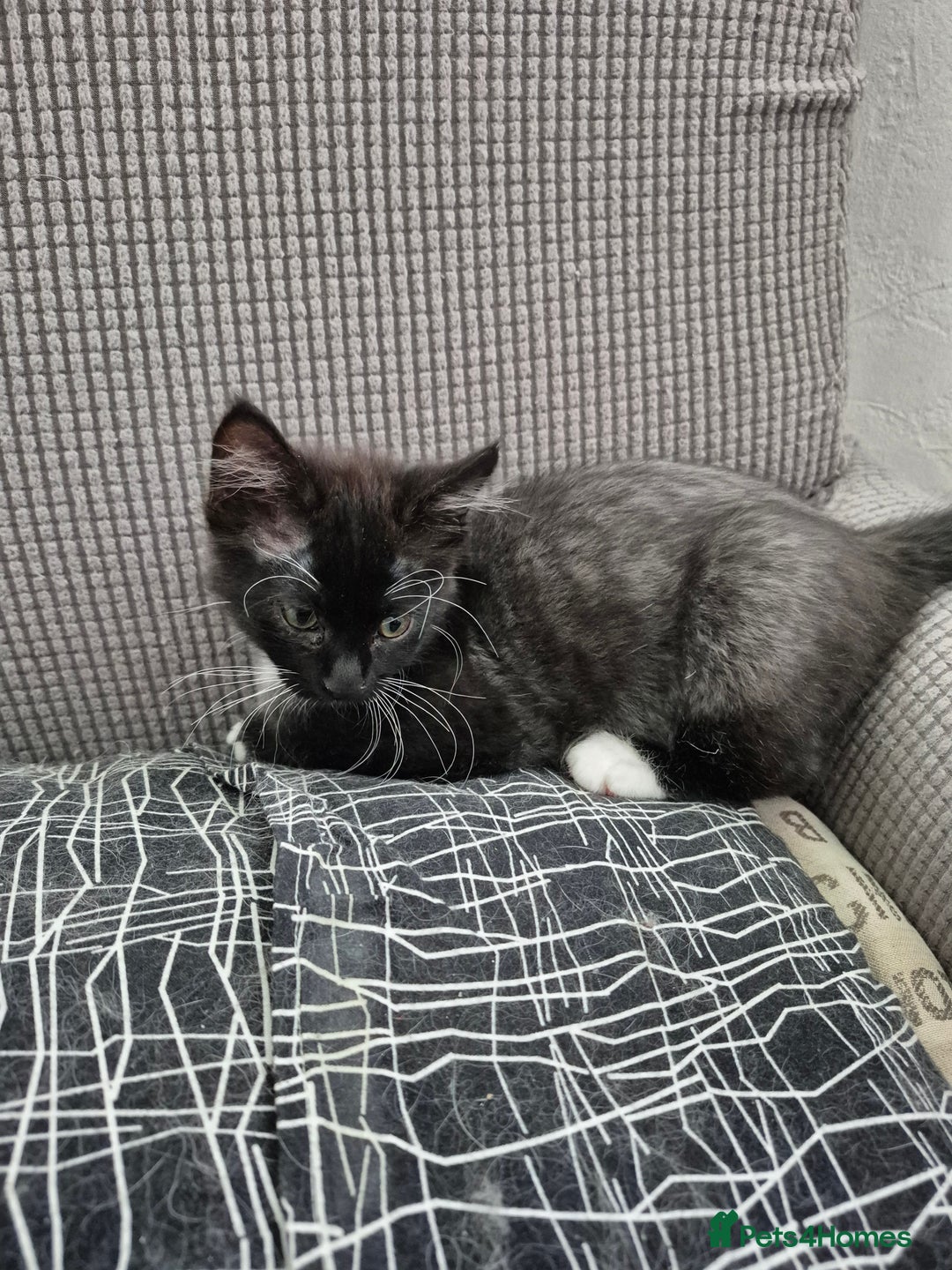 Mixed Breed cats for sale: Super friendly kittens - Image 1