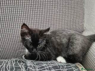 Mixed Breed cats - Advert 23