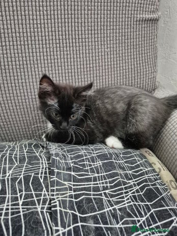 Mixed Breed cats - Advert 5