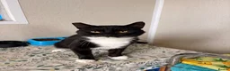 Mixed Breed cats for sale: Oreo cat - Advert 1