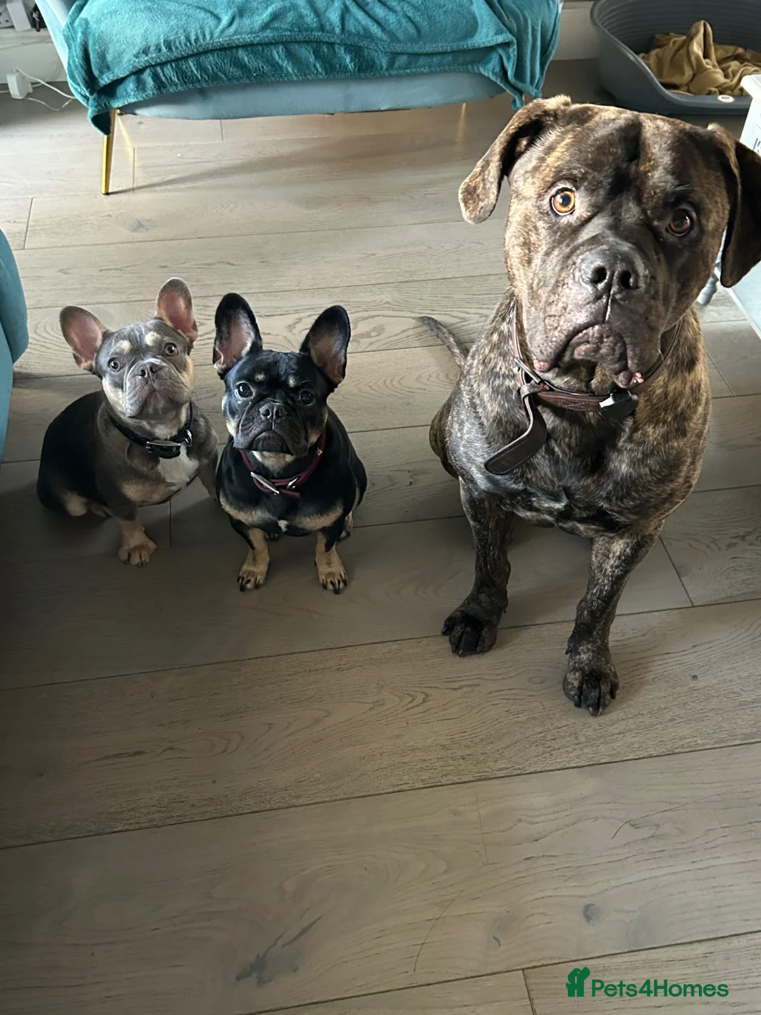 Cane Corso dogs for sale: Loving Cane Corso  in London - Advert 2