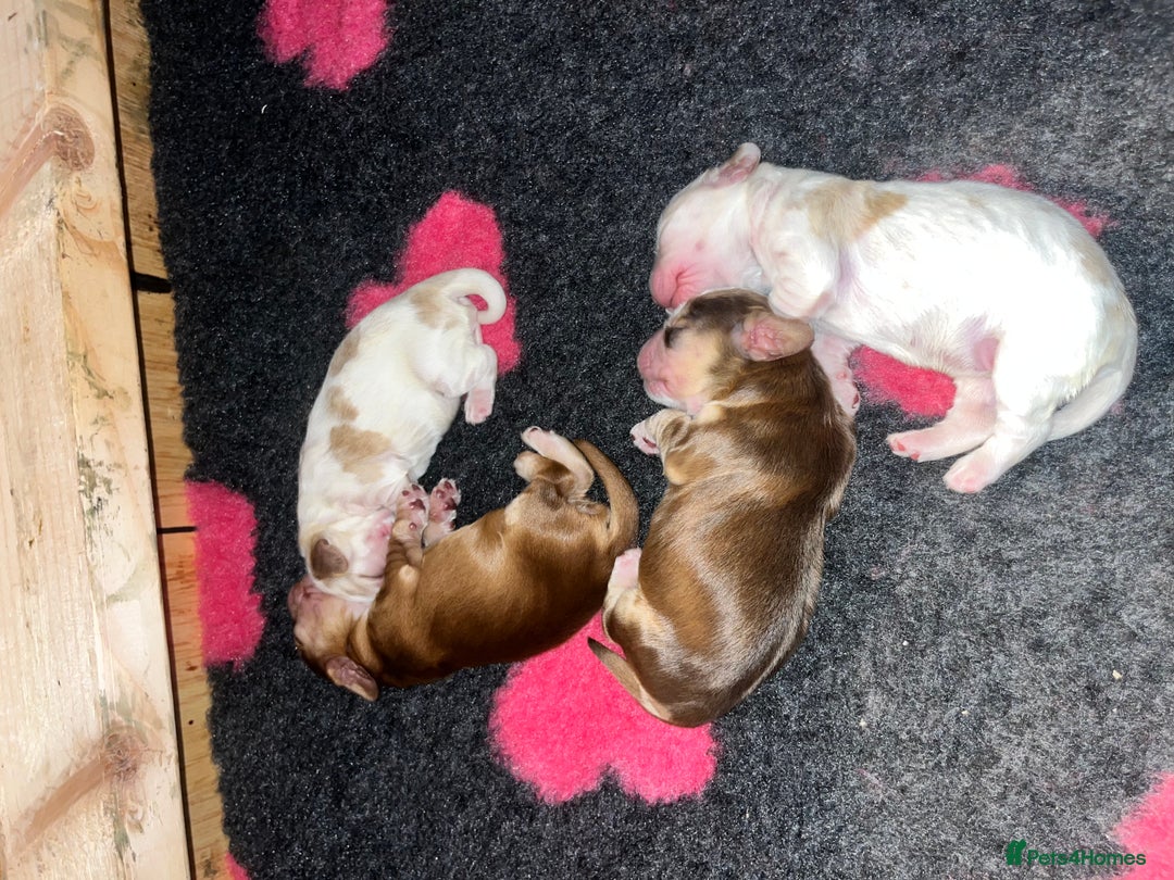 Cocker Spaniel dogs for sale: Cocker Spaniel Puppies - Image 17