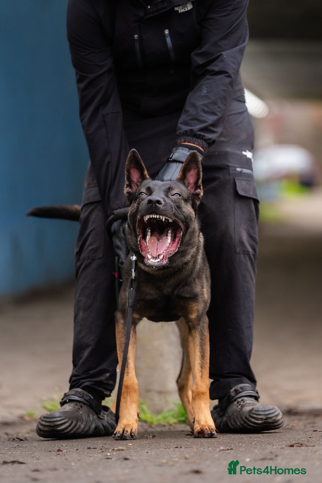 Belgian Shepherd Dog dogs for sale: Herder Bones 🦴 - Advert 7