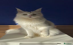 Maine Coon cats for sale: Beautiful Bonded Maine Coon Pair + Single. - Image 2