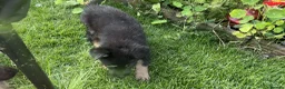 Shepsky dogs for sale: German shepherd husky x German shepherd  in Gravesend - Advert 11