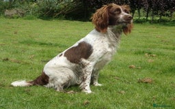 English Springer Spaniel dogs for sale: KC reg, Working Springer spaniel puppies - Image 6