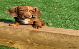 Miniature Dachshund dogs for sale: 5 miniature dachshund puppies  - Image 35