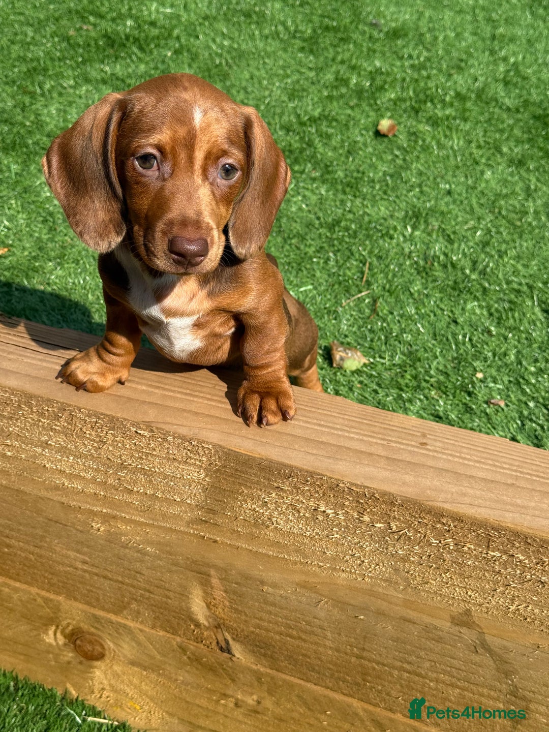 Miniature Dachshund dogs for sale: 5 miniature dachshund puppies  - Image 35
