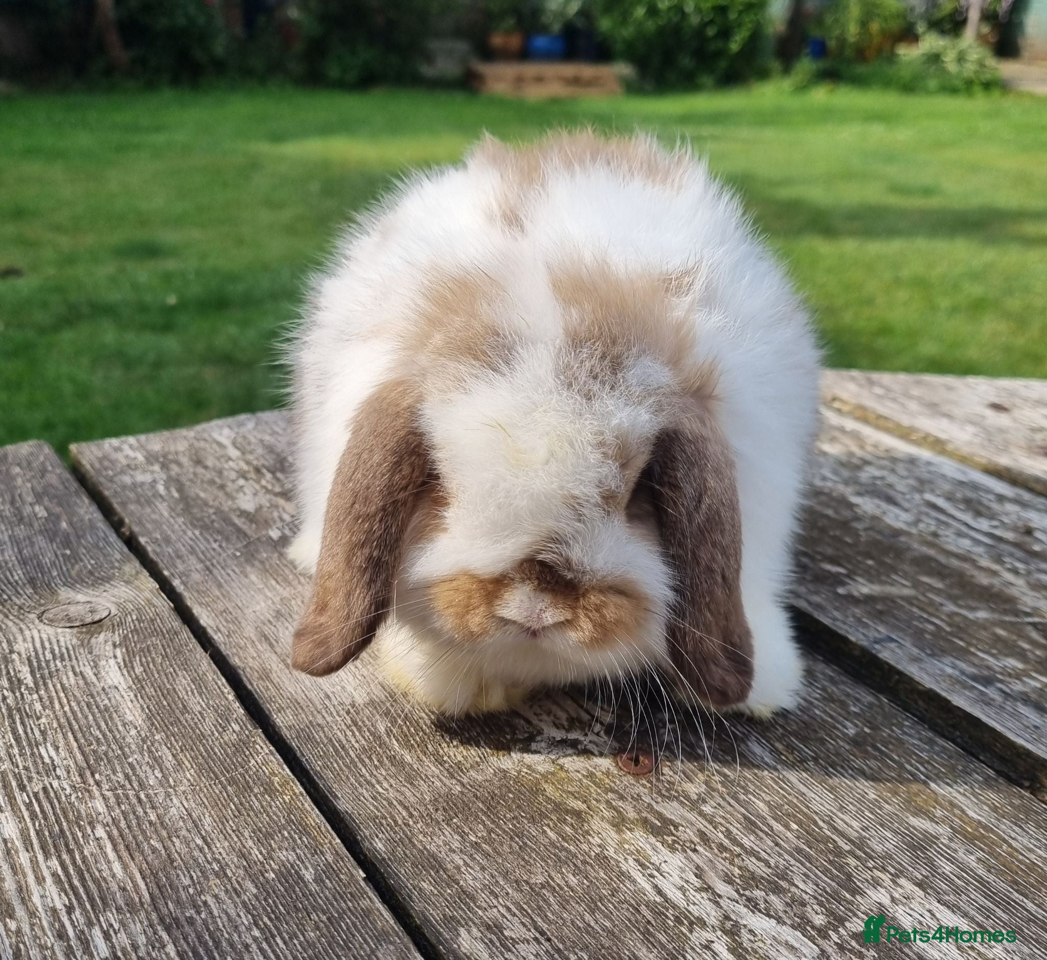 Mini Lop rabbits Gorgeous mini lop boy - Advert 1