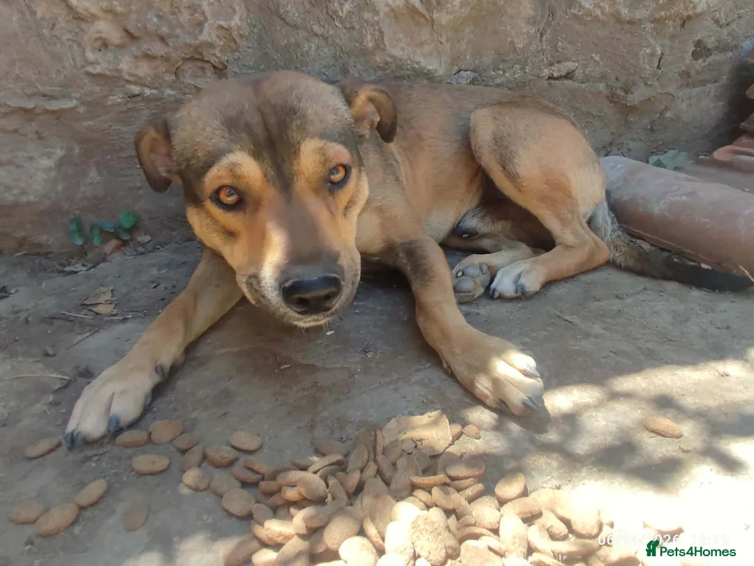 Mixed Breed dogs for adoption: Lucky 1 year small/medium Macedonian Rescue - Advert 2