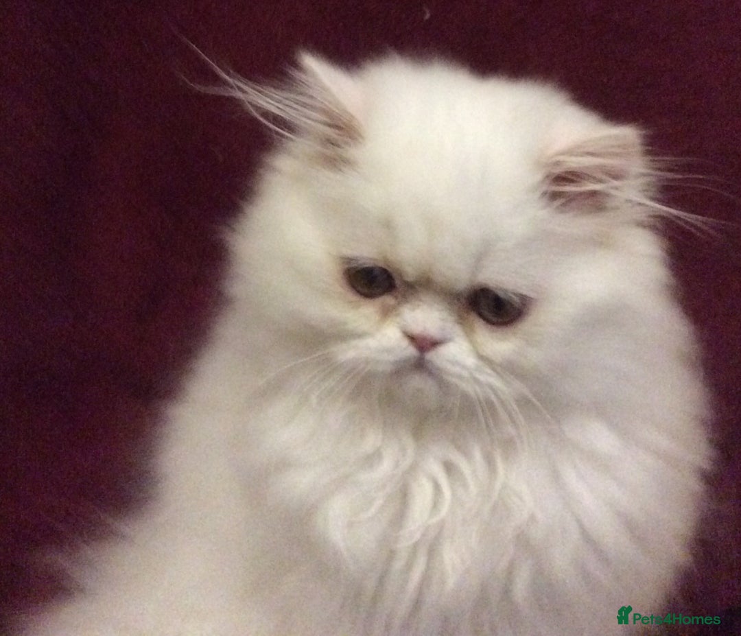 Persian cats for sale: White Persian Male Kitten - Advert 10