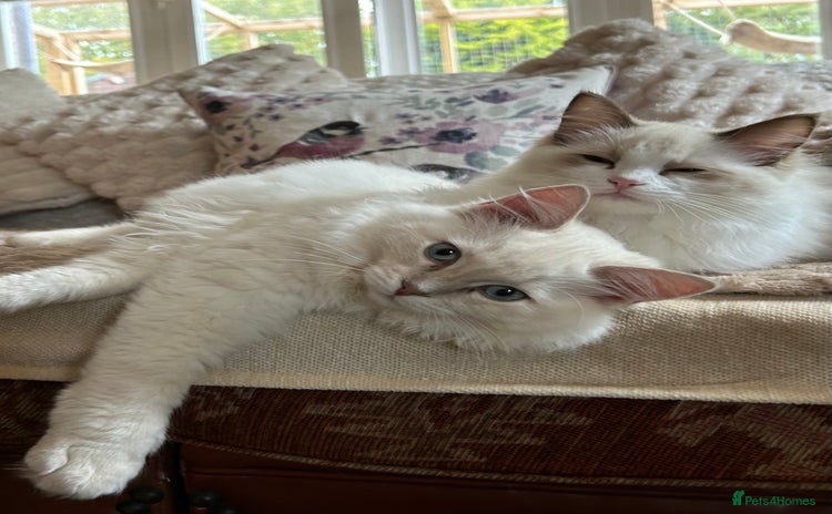 Ragdoll cats - Advert 5