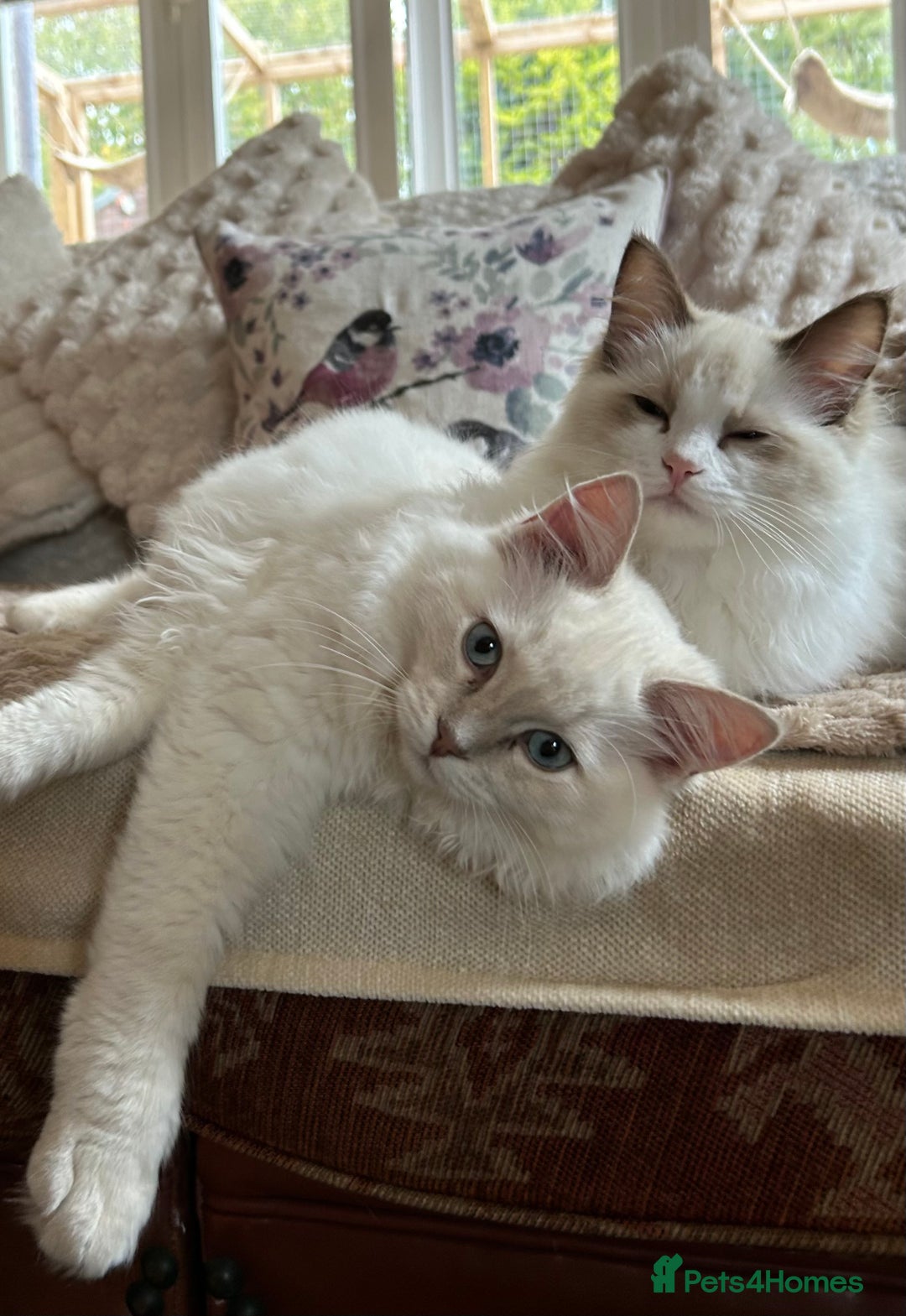 Ragdoll cats for sale: Cherubim Ragdoll Lilac Tabby male kitten - Advert 1