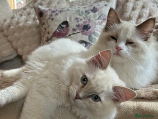 Ragdoll cats - Advert 4