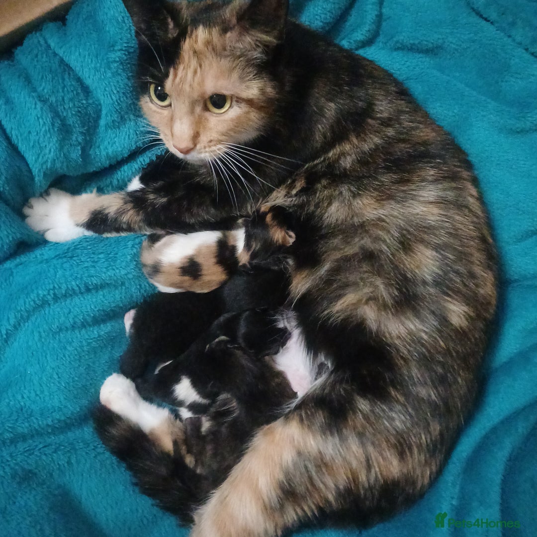 Mixed Breed cats for sale: Cute Kittens:)) - Advert 7