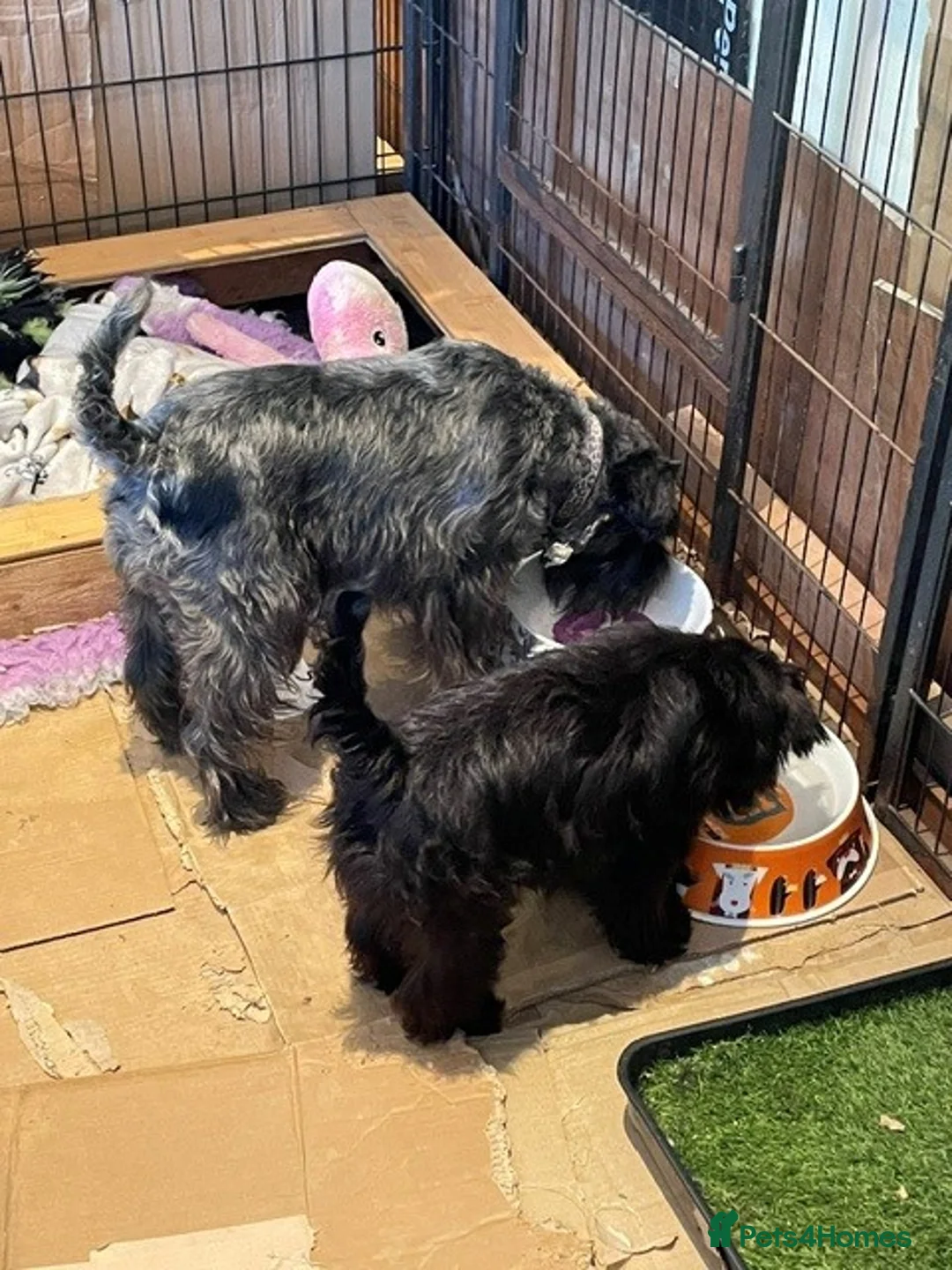 Miniature Schnauzer dogs for sale: Black Female Mini Schnauzer  in Spalding - Advert 2