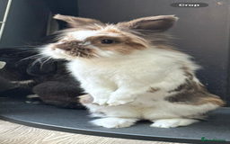 Lionhead rabbits for sale: 1 Male&1 Female lionhead rabbits available. - Image 3