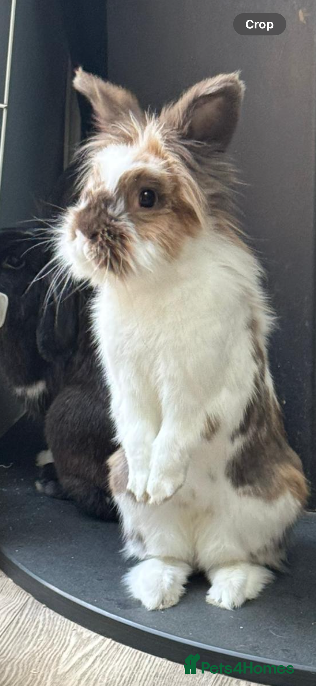 Lionhead rabbits for sale: 1 Male&1 Female lionhead rabbits available. - Image 3