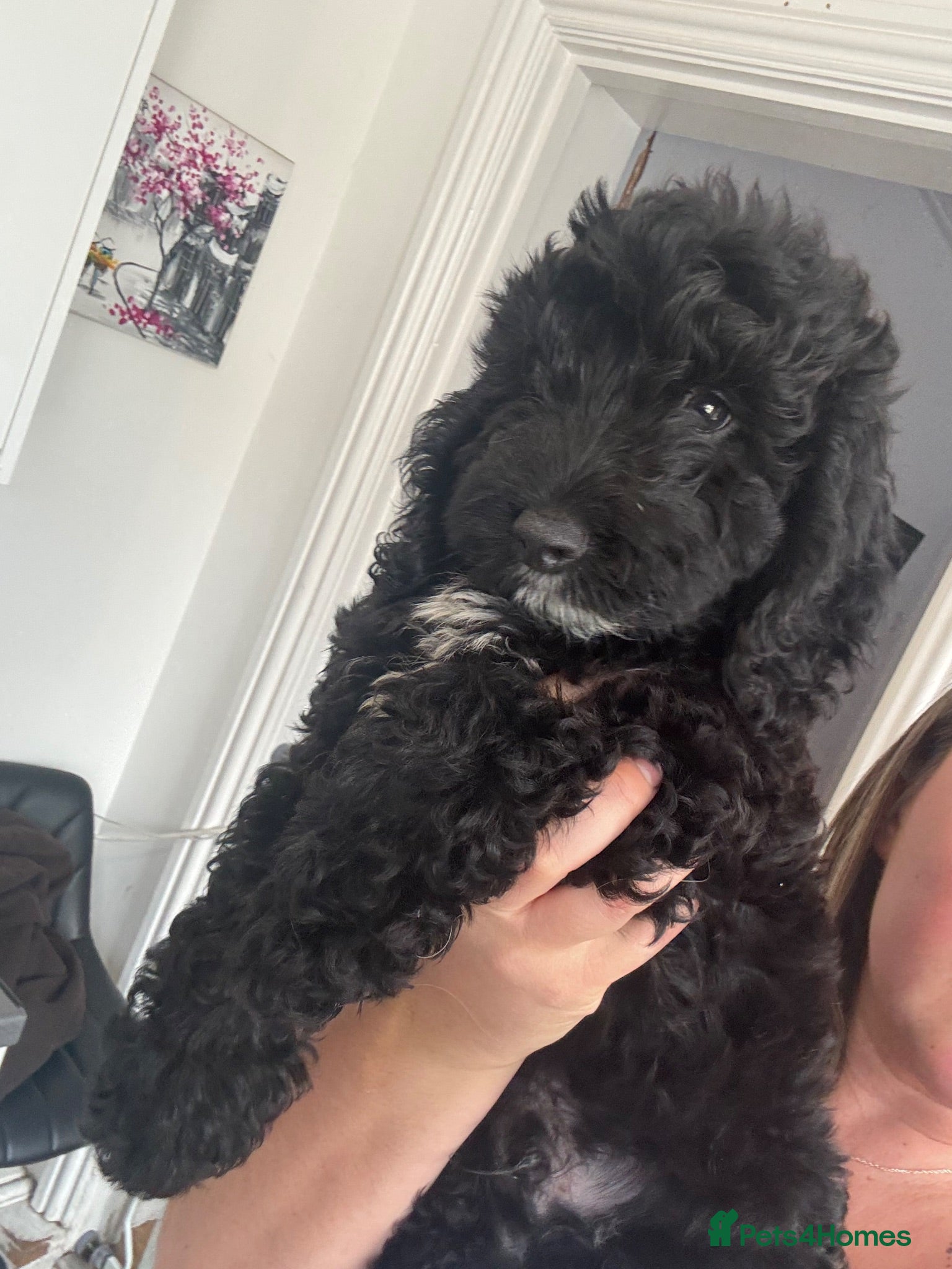 Cockapoo dogs BEAUTIFUL COCKAPOO - READY NOW - Advert 3