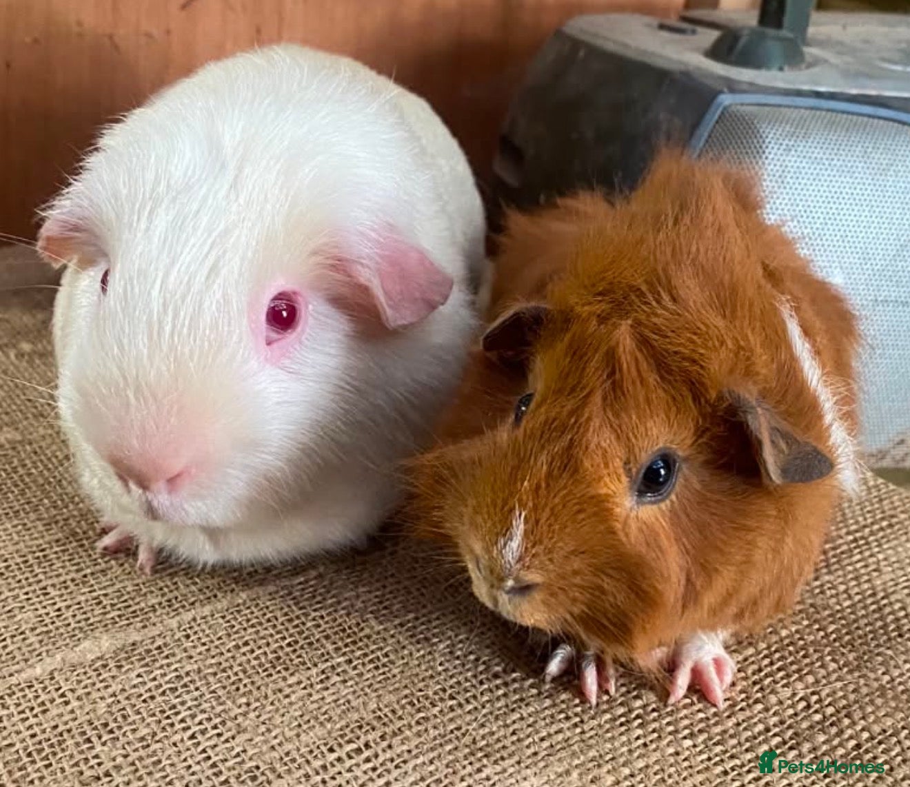 Guinea Pig rodents Guinea pigs for sale  - Advert 2