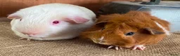 Guinea Pig rodents for sale: Guinea pigs for sale  - Advert 1